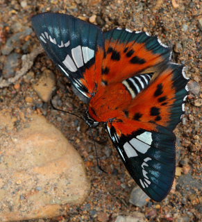 Myscelus assaricus mapirica. Rio Negro, elev. 900 m. Taipiplaya, Yungas d. 18 february 2009. Photographer: Lars Andersen