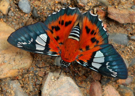 Myscelus assaricus mapirica. Rio Negro, elev. 900 m. Taipiplaya, Yungas d. 18 february 2009. Photographer: Lars Andersen