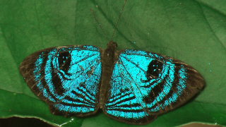 Croesus Eyemark (Semomesia croesus). Caranavi, Yungas d. 17 January 2009. Photographer; Peter Møllmann