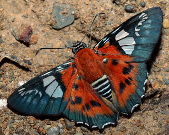 Myscelus assaricus mapirica. Rio Negro, elev. 900 m. Taipiplaya, Yungas d. 18 february 2009. Photographer: Lars Andersen