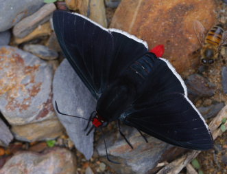 Rio Negro, elev. 900 m. Taipiplaya, Yungas d. 18 february 2009. Photographer: Lars Andersen