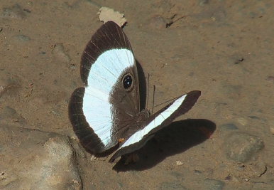 Judicialis Eyemark (Mesosemia judicialis). Caranavi, Yungas d. 17 January 2009. Photographer; Peter Mllmann