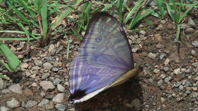 Mountains Morphos, Morpho sulowskyi male. The dangerous road in the world, Cascades de Sacramento, Yungas, elev. 2790 m. 29 January 2009. Photographer: Peter Mllmann