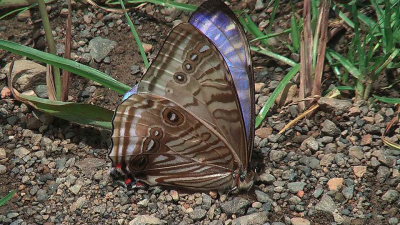 Mountains Morphos, Morpho sulowskyi male. The dangerous road in the world, Cascades de Sacramento, Yungas, elev. 2790 m. 29 January 2009. Photographer: Peter Mllmann