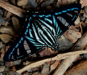 Pigmalion Skipper, Phocides pigmalion. Rio Negro, elev. 900 m. Taipiplaya, Yungas d. 18 february 2009. Photographer: Lars Andersen