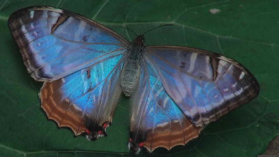 Mountains Morphos, Morpho sulowskyi female. The dangerous road in the world, Cascades de Sacramento, Yungas, elev. 2790 m. 29 January 2009. Photographer: Peter Mllmann