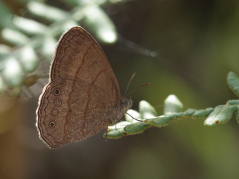 Coroico, Yungas, elev. 2000 m. 19 February 2009. Photographer: Lars Andersen 