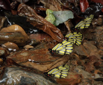 Corcyra Dartwhite, Catasticta corcyra. Suapi, Yungas, Bolivia. D. 20 February 2009. Photographer: Lars Andersen