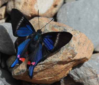 Periander Swordtail, (Rhetus periander). Rio Zongo, between Caranavi and Guarnay, Yungas. d. 31 January 2009. Photographer: Lars Andersen