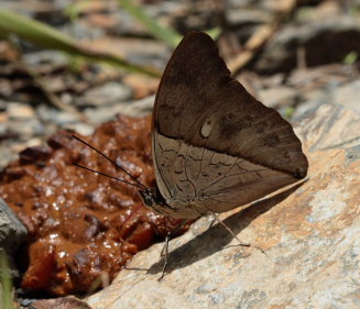 White-spotted Prepona, Archaeoprepona amphimachus. Suapi, Yungas, Bolivia. D. 20 February 2009. Photographer: Lars Andersen