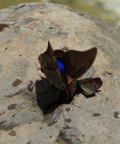 Chromus Leafwing, Noreppe chromus. Suapi, Yungas, Bolivia. D. 20 February 2009. Photographer: Lars Andersen