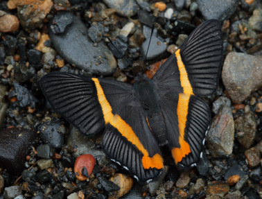 Pallas Metalmark, Siseme pallas. Suapi, Yungas, Bolivia. D. 20 February 2009. Photographer: Lars Andersen