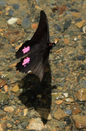 Suapi, Yungas, Bolivia. D. 20 February 2009. Photographer: Lars Andersen