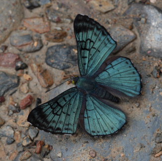 Kenneth's Metalmark, Lasaia kennethi. Suapi, Yungas, Bolivia. D. 21 February 2009. Photographer: Lars Andersen