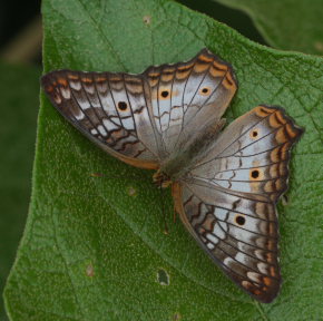 White Peacock, Anartia jatrophe. Santa Rosa de Quilo-Quilo, Yungas, Bolivia. D. 21 February 2009. Photographer: Lars Andersen