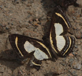 Bacaenis Metalmark, Baeotis bacaenis. Suapi, Yungas, Bolivia. D. 21 February 2009. Photographer: Lars Andersen