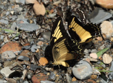 Androgeus Swallowtail (Heraclides androgeus). Suapi, Yungas, Bolivia. D. 21 February 2009. Photographer: Lars Andersen