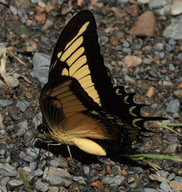 Androgeus Swallowtail (Heraclides androgeus). Suapi, Yungas, Bolivia. D. 21 February 2009. Photographer: Lars Andersen