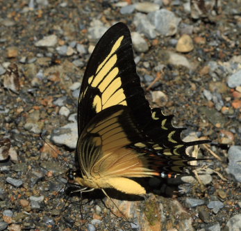 Androgeus Swallowtail (Heraclides androgeus). Suapi, Yungas, Bolivia. D. 21 February 2009. Photographer: Lars Andersen