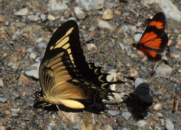 Androgeus Swallowtail (Heraclides androgeus). Suapi, Yungas, Bolivia. D. 21 February 2009. Photographer: Lars Andersen