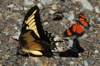 Androgeus Swallowtail (Heraclides androgeus). Suapi, Yungas, Bolivia. D. 21 February 2009. Photographer: Lars Andersen