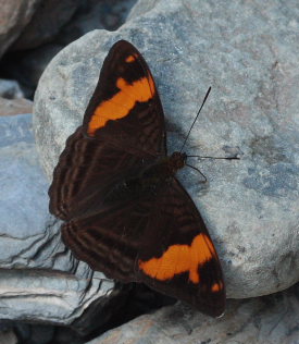 Adelpha irmina tumida. Suapi, Yungas, Bolivia. D. 21 February 2009. Photographer: Lars Andersen