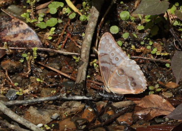 Morpho aurora han. Murata, Yungas, Bolivia. D. 21 February 2009. Photographer: Lars Andersen