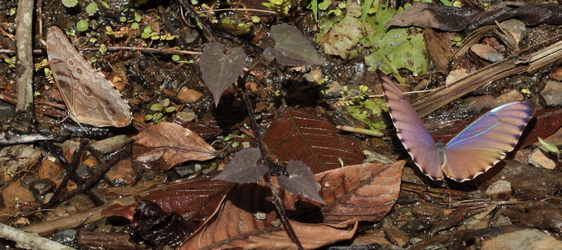 Morpho aurora han. Murata, Yungas, Bolivia. D. 21 February 2009. Photographer: Lars Andersen