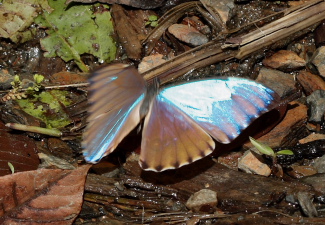 Morpho aurora han. Murata, Yungas, Bolivia. D. 21 February 2009. Photographer: Lars Andersen