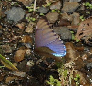 Morpho aurora han. Murata, Yungas, Bolivia. D. 21 February 2009. Photographer: Lars Andersen