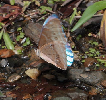 Morpho aurora han. Murata, Yungas, Bolivia. D. 21 February 2009. Photographer: Lars Andersen