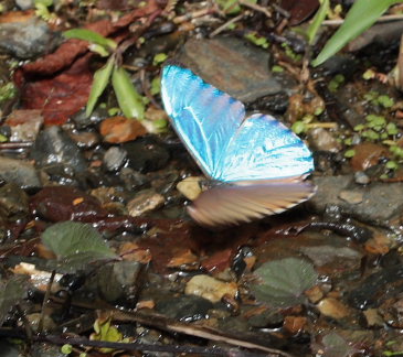 Morpho aurora han. Murata, Yungas, Bolivia. D. 21 February 2009. Photographer: Lars Andersen