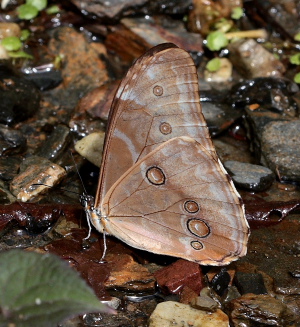 Morpho aurora han. Murata, Yungas, Bolivia. D. 21 February 2009. Photographer: Lars Andersen