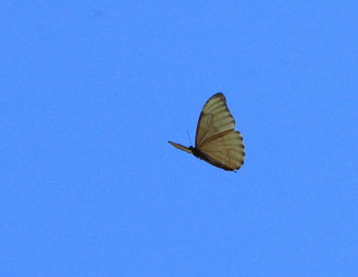 Morpho aurora han. Murata, Yungas, Bolivia. D. 21 February 2009. Photographer: Lars Andersen