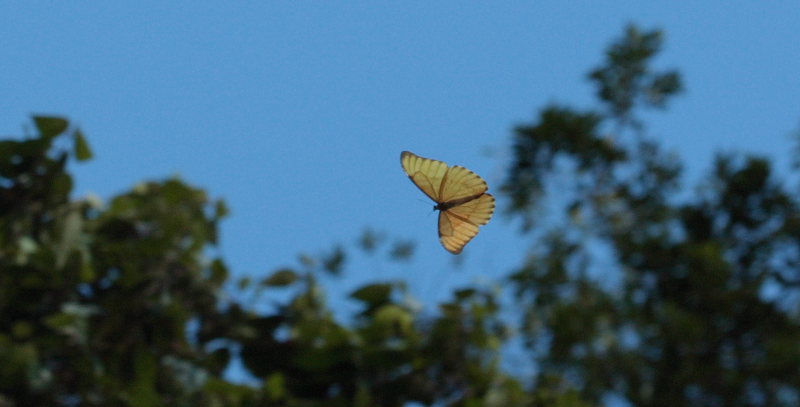 Morpho aurora han. Murata, Yungas, Bolivia. D. 21 February 2009. Photographer: Lars Andersen