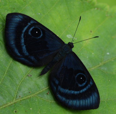 Mesosemia metuana. Coroico, Yungas, d. 22 February 2009. Photographer; Lars Andersen