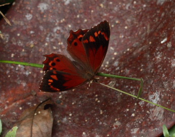 Orbifera Satyr (Lasiophila orbifera). The old railroad / Kori Wayku inca trail, Yungas, elev. 2000 m. 23 February 2009. Photographer: Lars Andersen 