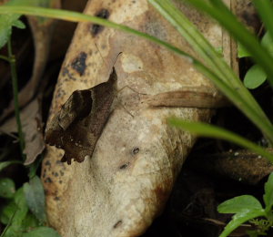 Orbifera Satyr (Lasiophila orbifera). The old railroad / Kori Wayku inca trail, Yungas, elev. 2000 m. 23 February 2009. Photographer: Lars Andersen 