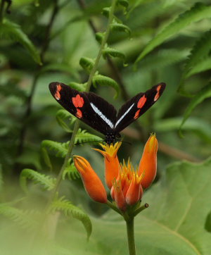Telesiphe Longwing (Heliconius telesiphe). The old railroad / Kori Wayku inca trail, Yungas, elev. 2000 m. 23 February 2009. Photographer: Lars Andersen