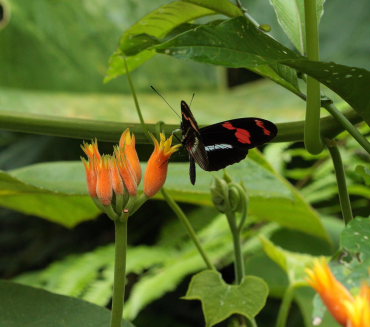 Telesiphe Longwing (Heliconius telesiphe). The old railroad / Kori Wayku inca trail, Yungas, elev. 2000 m. 23 February 2009. Photographer: Lars Andersen 