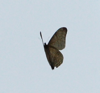 Mountains Morphos, Morpho sulowskyi male. The old railroad / Kori Wayku inca trail, Yungas, elev. 2000 m. 23 February 2009. Photographer: Lars Andersen 