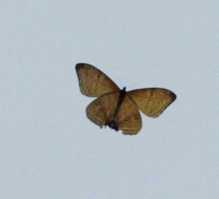 Mountains Morphos, Morpho sulowskyi male. The old railroad / Kori Wayku inca trail, Yungas, elev. 2000 m. 23 February 2009. Photographer: Lars Andersen 