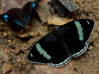 Diaethria lidwina. The old railroad / Kori Wayku inca trail, Yungas, elev. 2000 m. 23 February 2009. Photographer: Lars Andersen 