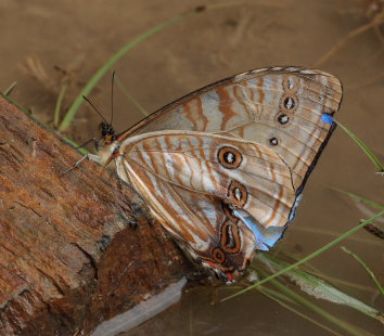 Mountains Morphos, Morpho sulowskyi male. The old railroad / Kori Wayku inca trail, Yungas, elev. 2000 m. 23 February 2009. Photographer: Lars Andersen 