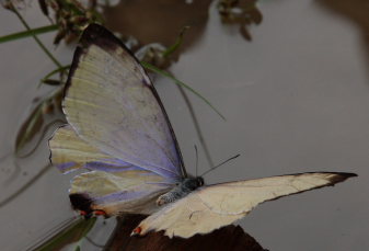 Mountains Morphos, Morpho sulowskyi male. The old railroad / Kori Wayku inca trail, Yungas, elev. 2000 m. 23 February 2009. Photographer: Lars Andersen 