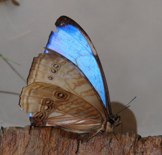 Mountains Morphos, Morpho sulowskyi male. The old railroad / Kori Wayku inca trail, Yungas, elev. 2000 m. 23 February 2009. Photographer: Lars Andersen 