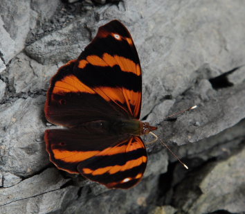 Bolivian Banner (Cybdelis boliviana). The old railroad / Kori Wayku inca trail, Yungas, elev. 2000 m. 23 February 2009. Photographer: Lars Andersen 