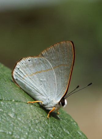 Eumenes Euselasia (Euselasia eumenes). Coroico, Yungas, d. 24 February 2009. Photographer; Lars Andersen