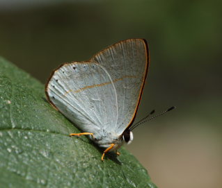 Eumenes Euselasia (Euselasia eumenes). Coroico, Yungas, d. 24 February 2009. Photographer; Lars Andersen