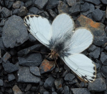 Pierphulia nysias (Weyner, 1890) ssp.: nysiella. La Cumbre, La Paz, elev. 4660 m. d.  25 february 2009. Photographer: Lars Andersen